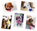 4 Pcs Cute Candy Color Pet Dog Puppy Shoes Boots Rain Boots Royal BLUE, NO.5