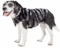 Pet Life  Luxe 'Chauffurry' Beautiful Designer Zebra Patterned Mink Fur Dog Coat Jacket